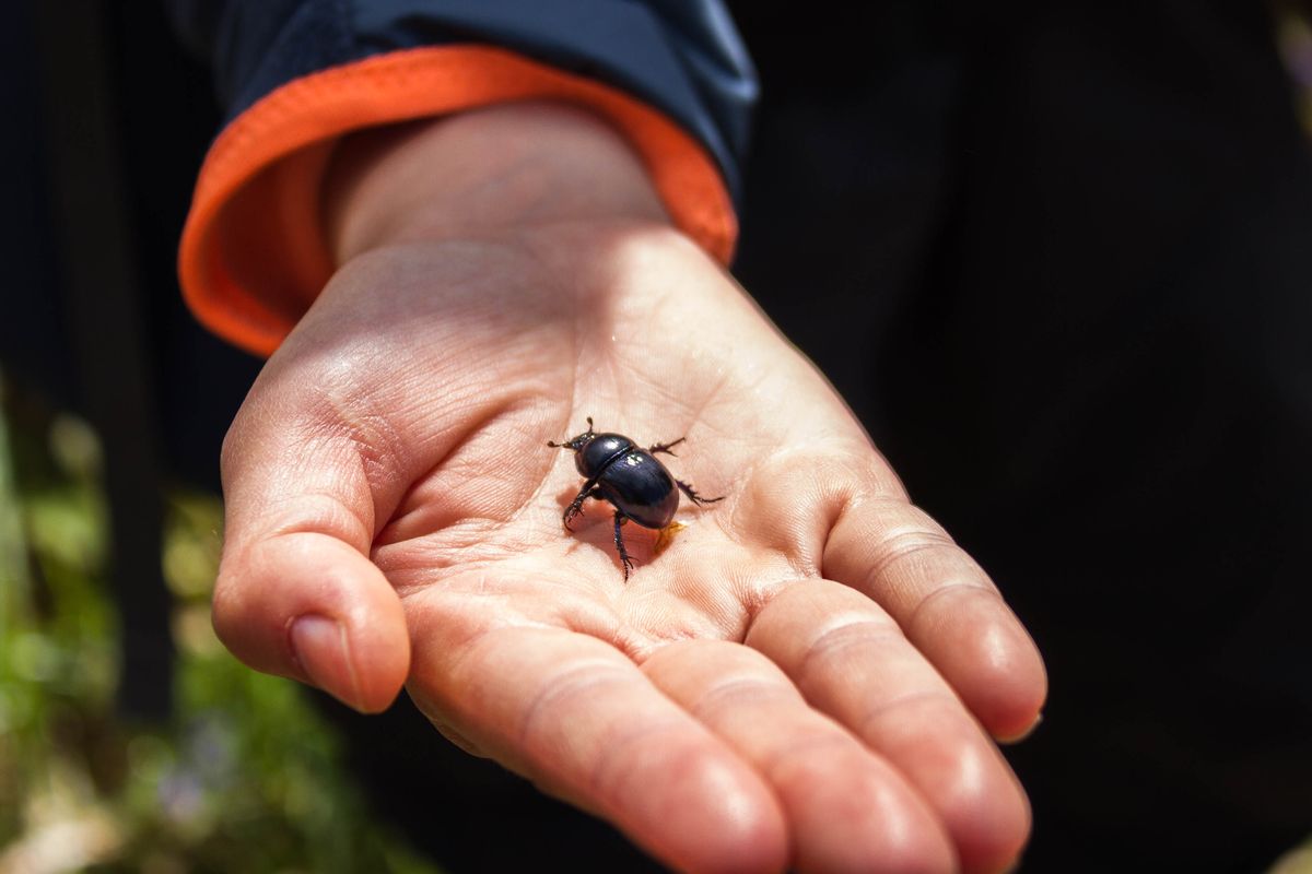 Un scarabé dans la tourbière des Dauges